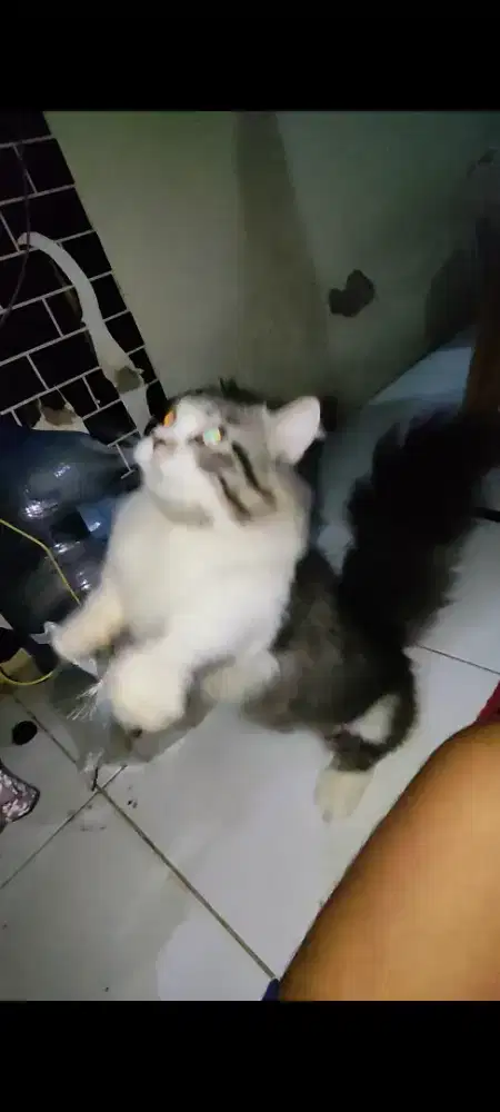 Lepas adopsi Munchkin bigbone