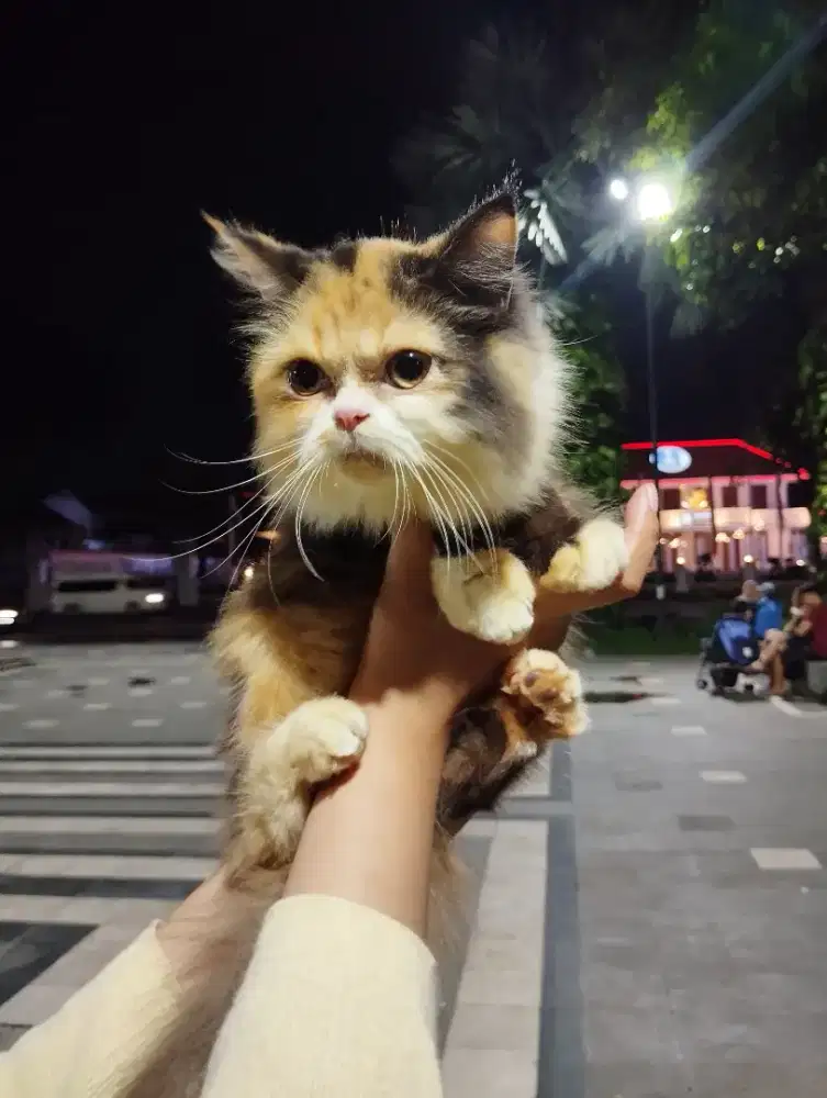 Kucing Persia Kitten (5 bulan)