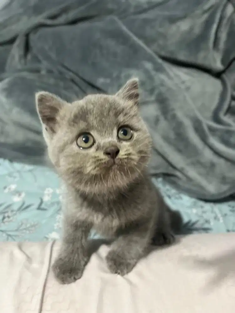 LA Lepas Adopt Kitten BSH