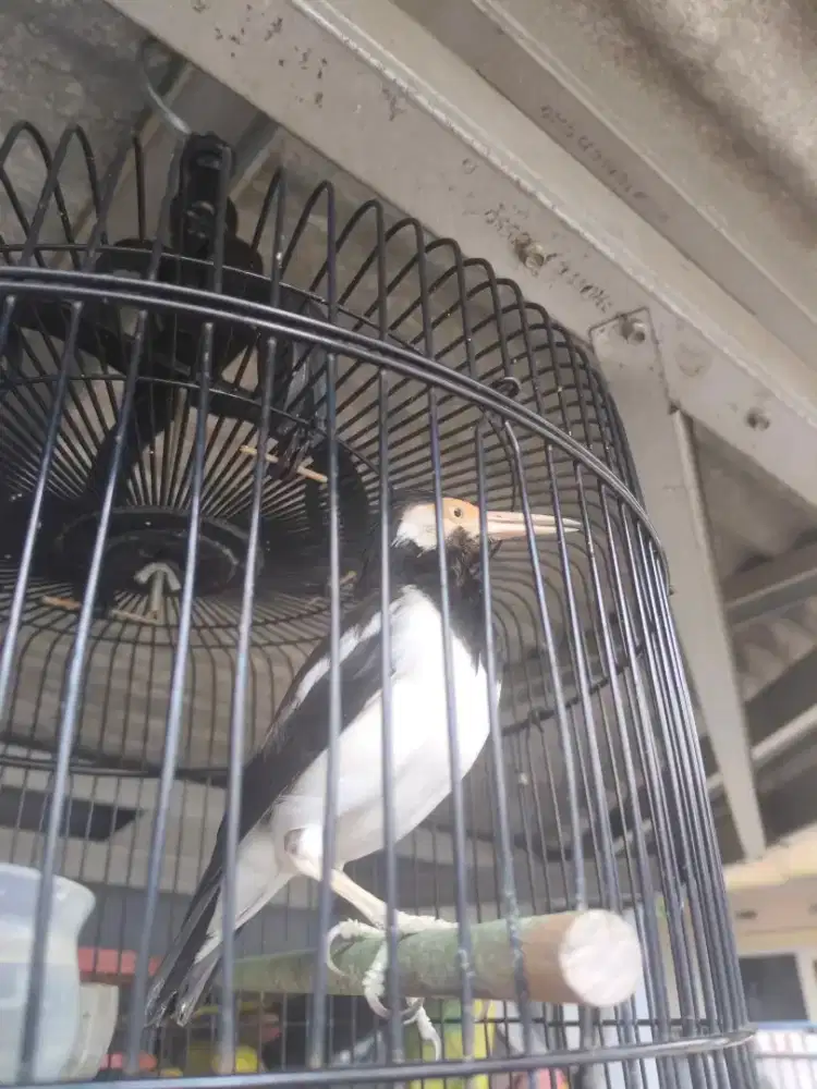 Burung dan kandang burung