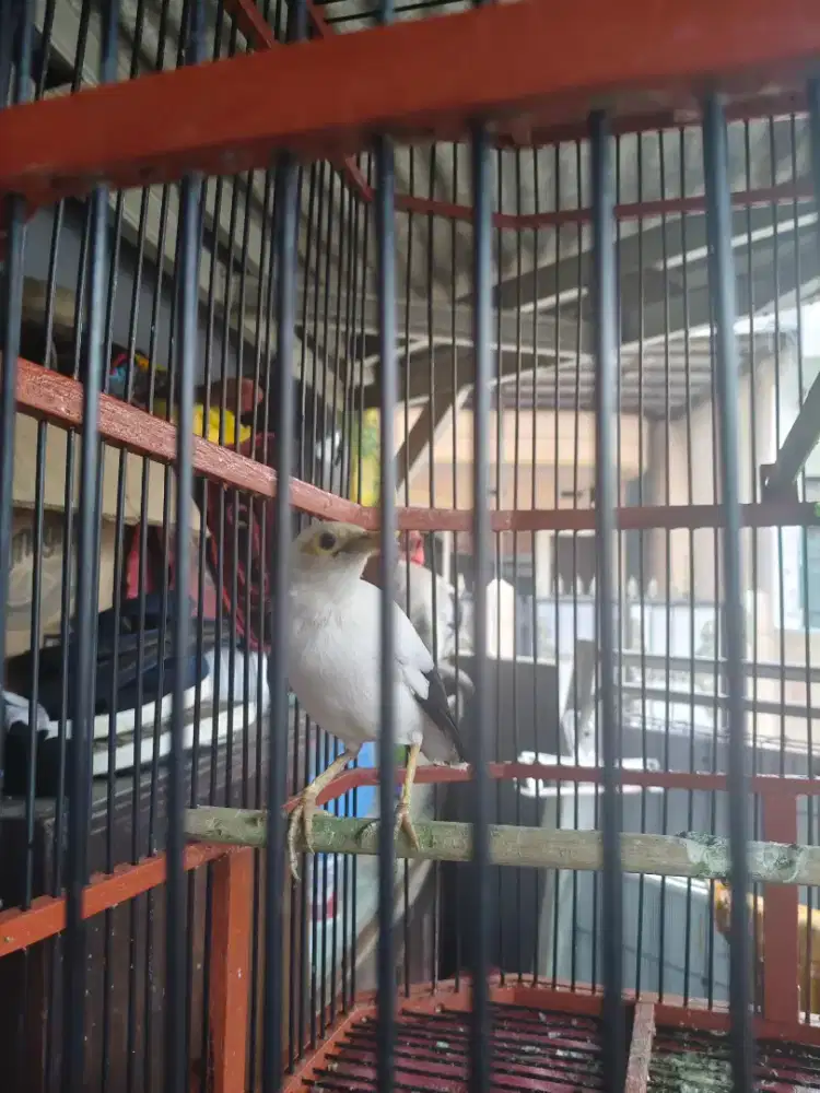 Jalak dan kandangnya