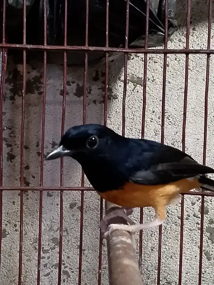 Murai pastol rajin fs