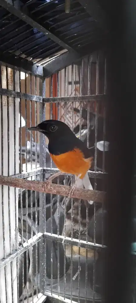 Murai medan dorong ekor