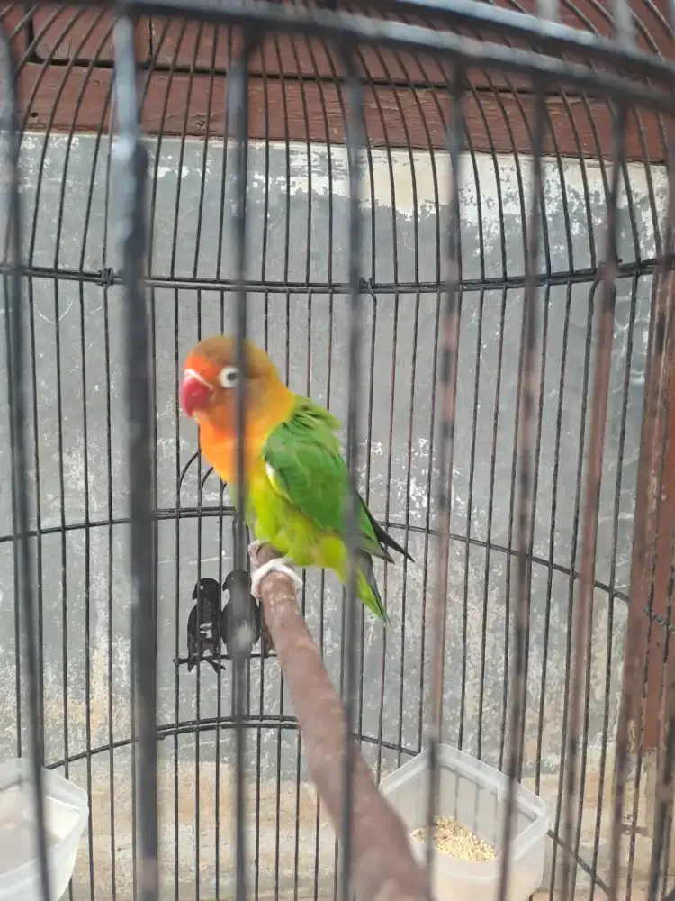 Love bird betina ijo fc