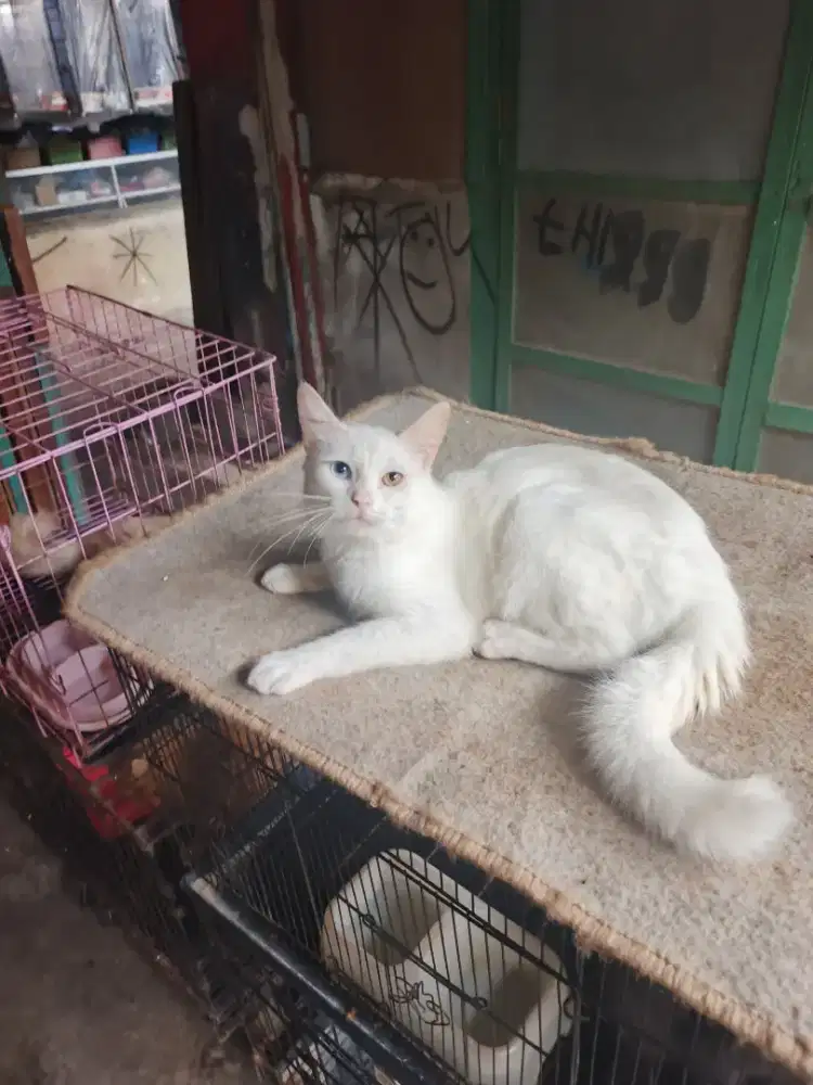 Kucing odd eye jantan 7 bulan