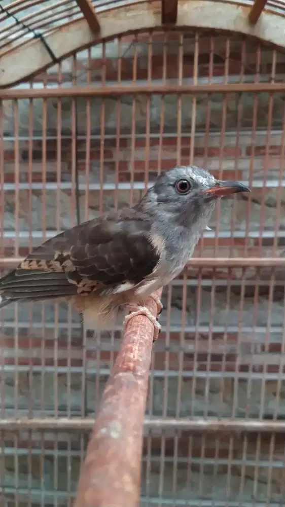 Burung kedasih kelabu