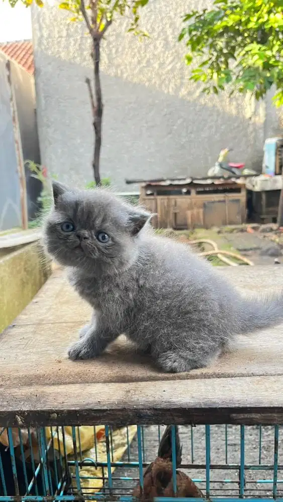 Kitten peaknose blue white