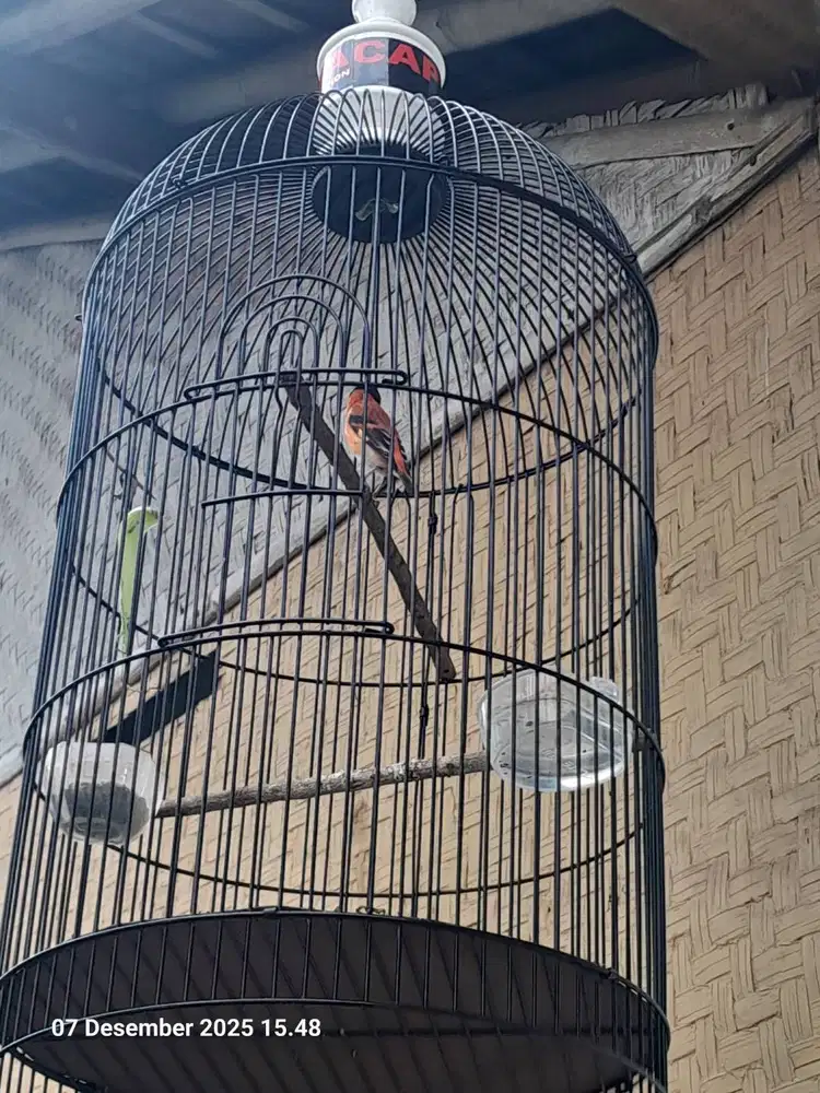 red siskin harian rajin bunyi