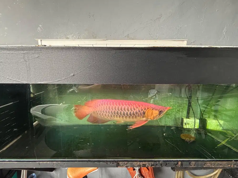 Arwana Super Red 50cm Sertifikat