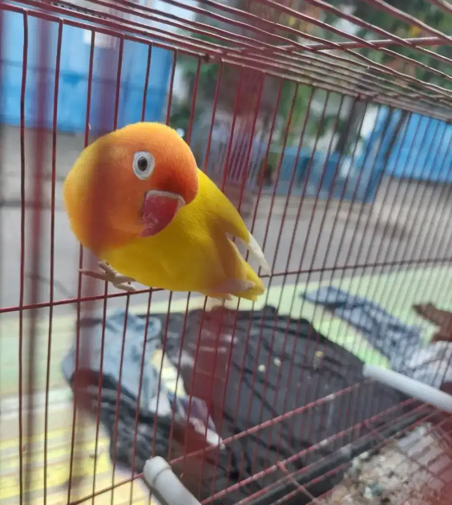 Lutino ino mata air betina birahi