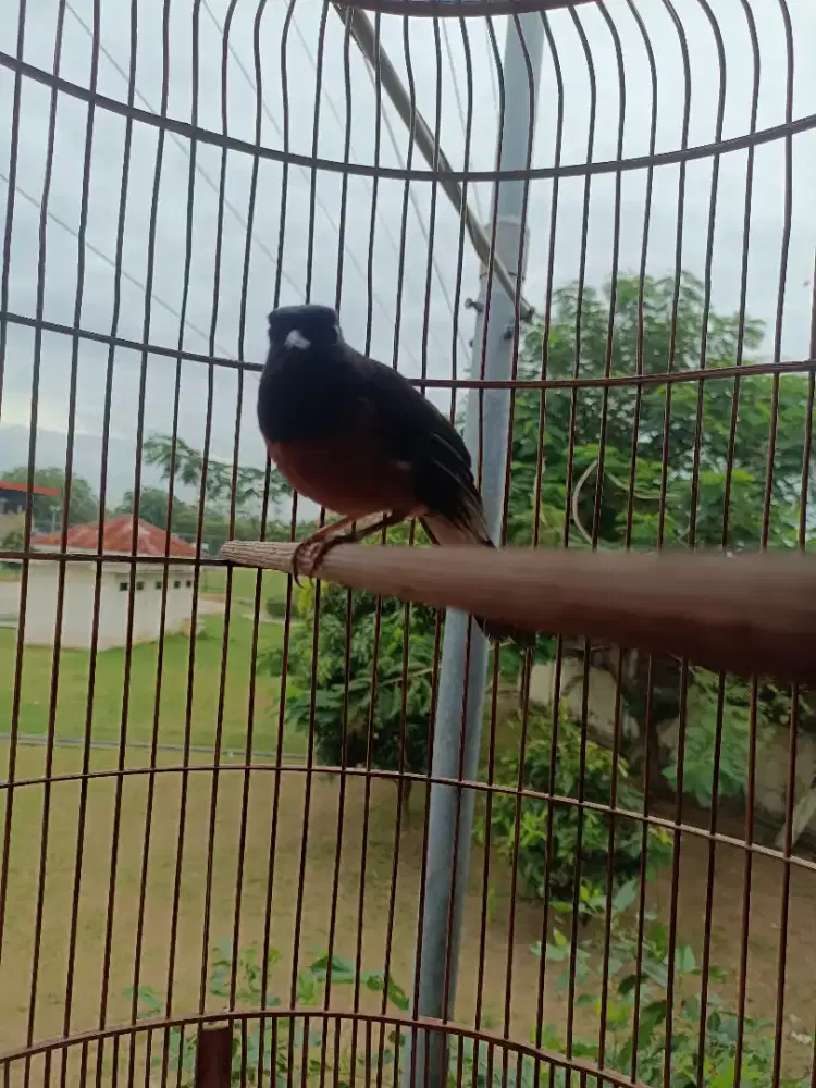 Di jual burung murai betina