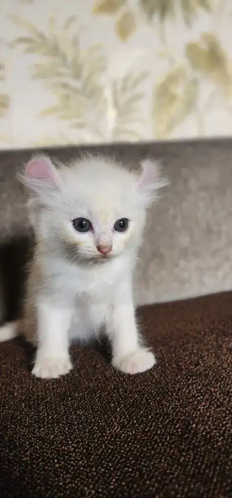 KITTENS. KINKALAO USIA. 2 BULAN JANTAN