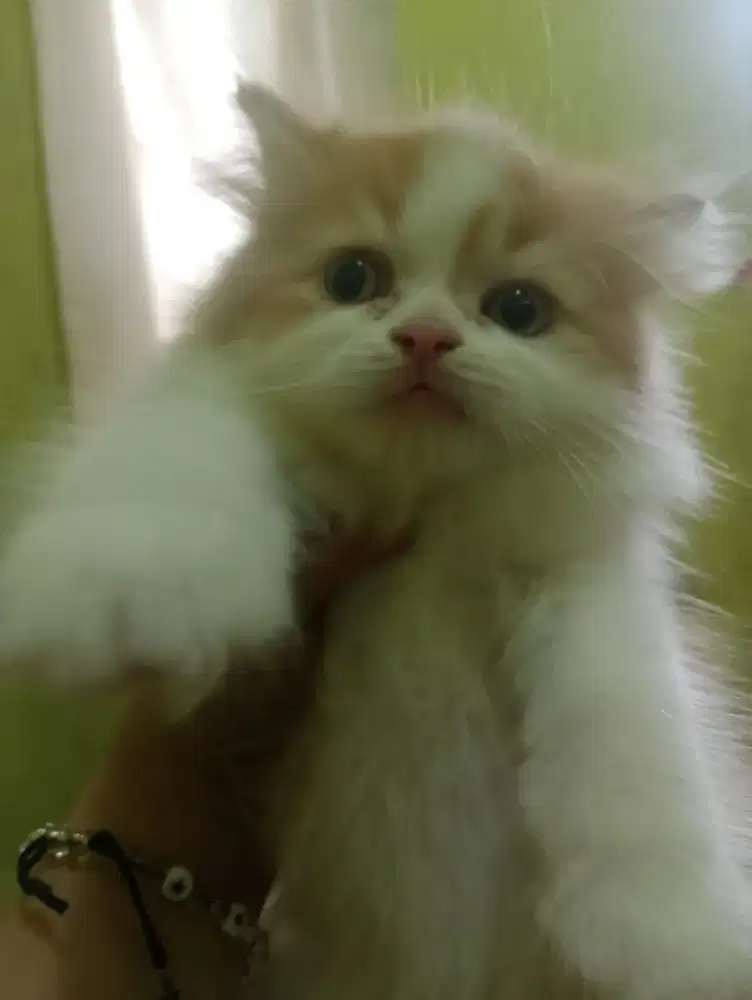 Adopsi kucing Persia kitten