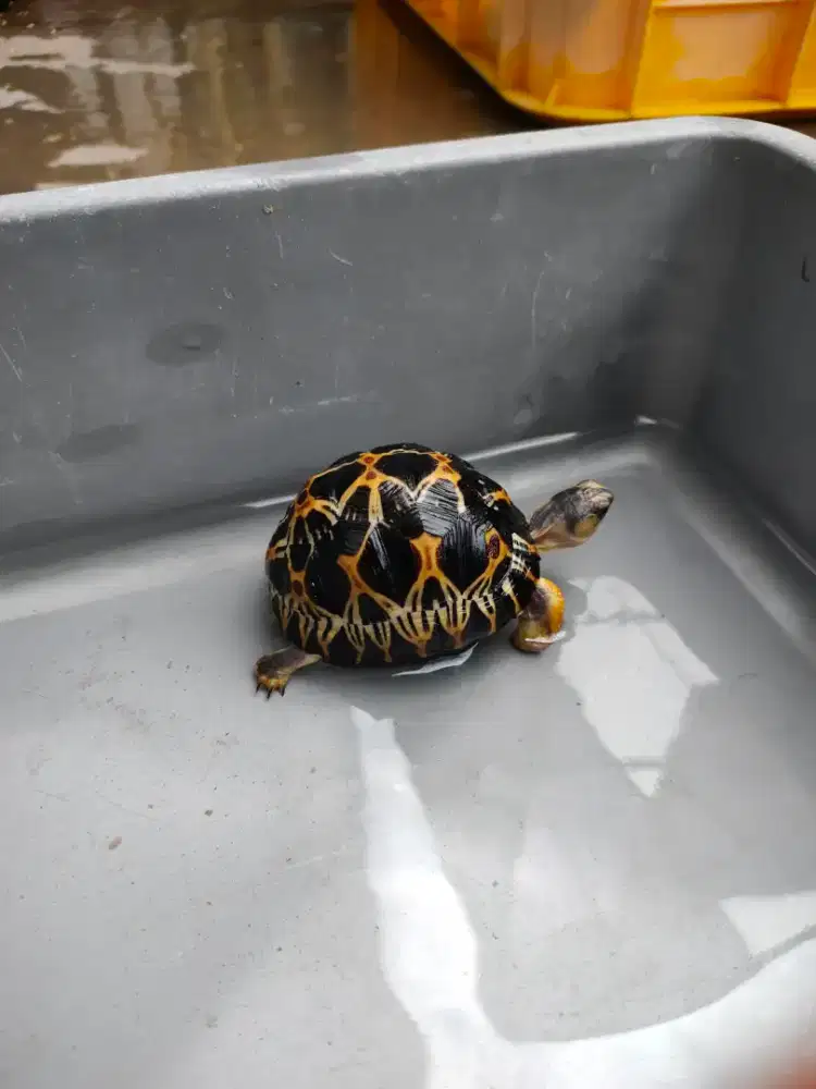 radiata baby size 6,5cm, rakus dan makan pelet