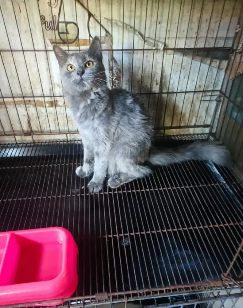 Persia betina birahi 7,5 bulan