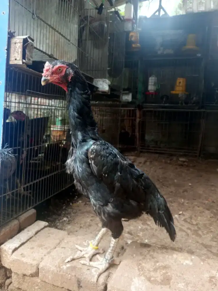 Ayam bangkok shamo betina