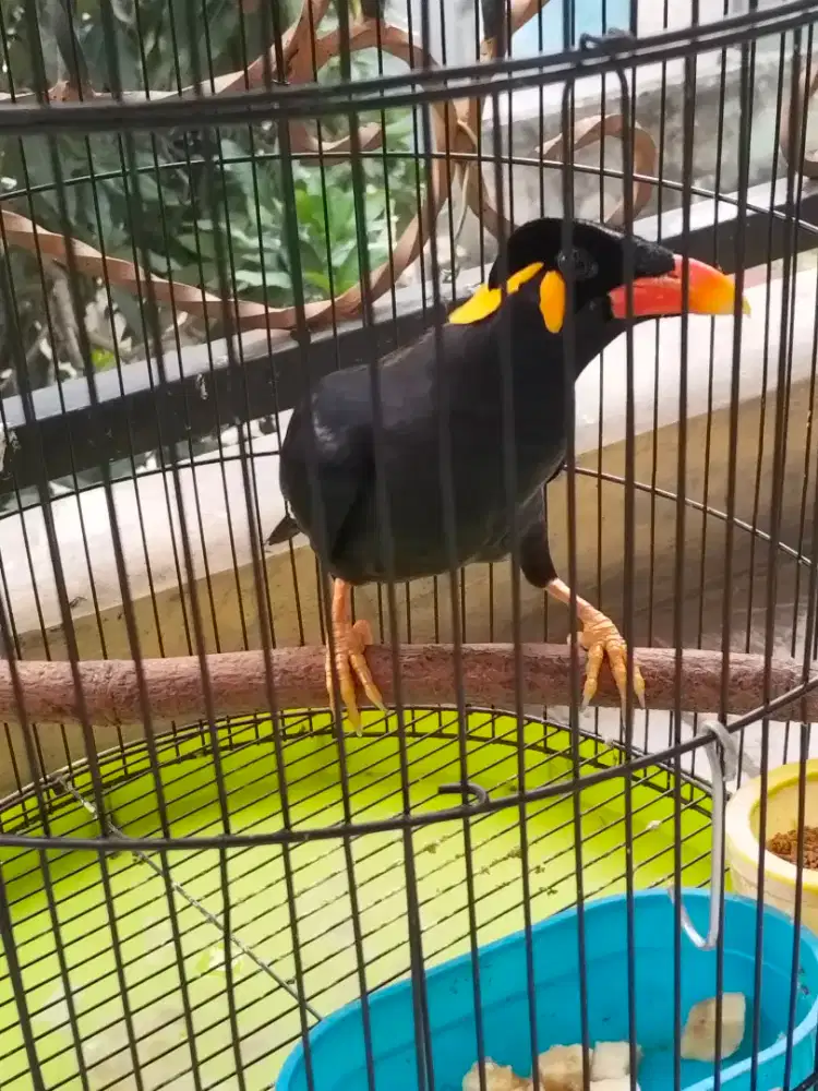 Burung jalak hitam lanjutin rawatan