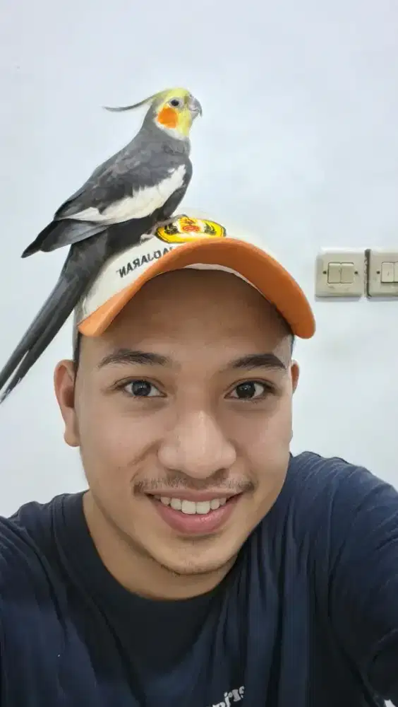 Parkit Australia Falki Jinak Warna Cantik