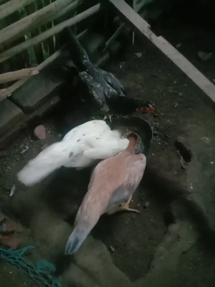 Ayam babon pakhoi 7 bln