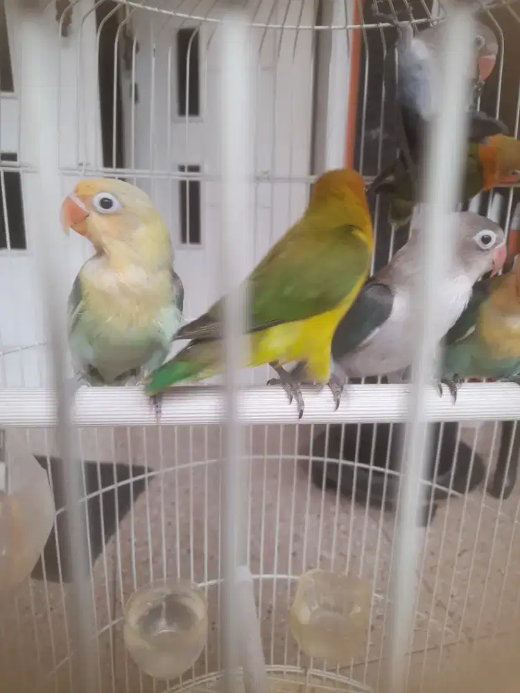 Burung lovebird paud