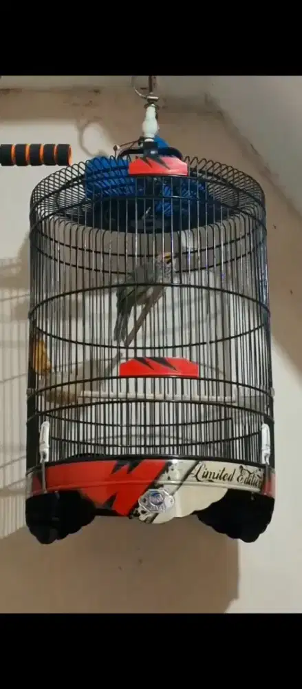 Cucak rawa gacorr sangkar baru