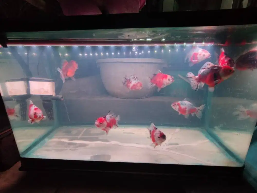 Koki Oranda short tail 9-10cm