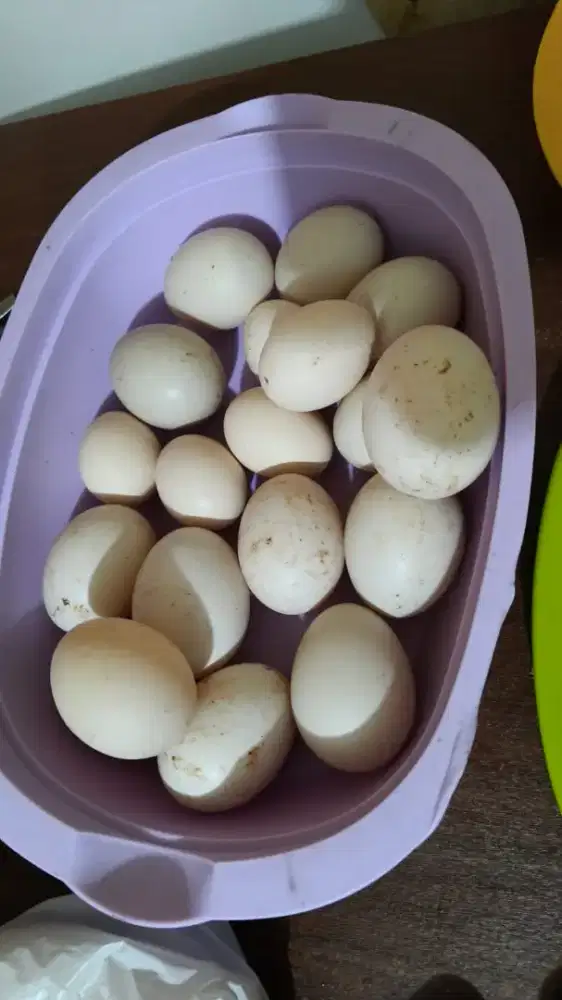 Jual Telor Entok Jumbo Blitar