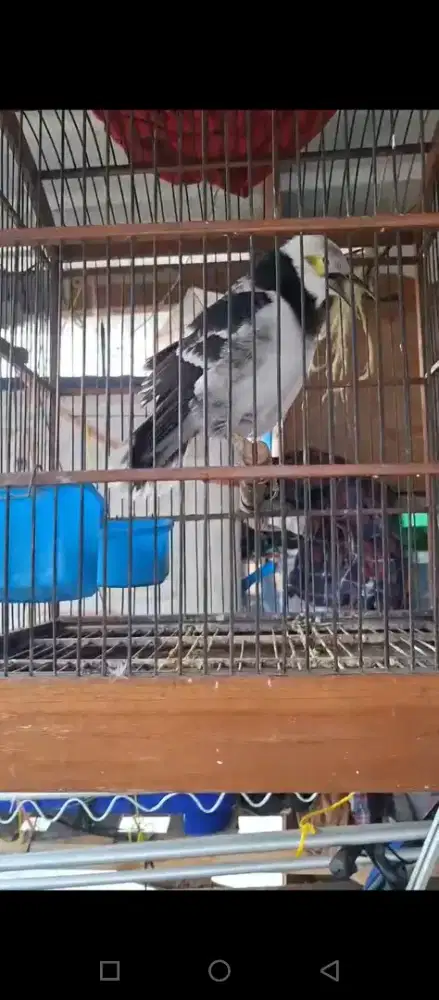 Jalak hongkong gacorr jinak