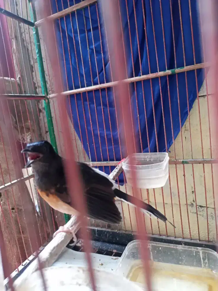 Jual burung murai gambling aja jual cepat