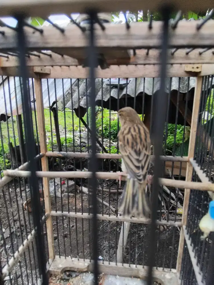 Kenari paud lokal 4 ekor