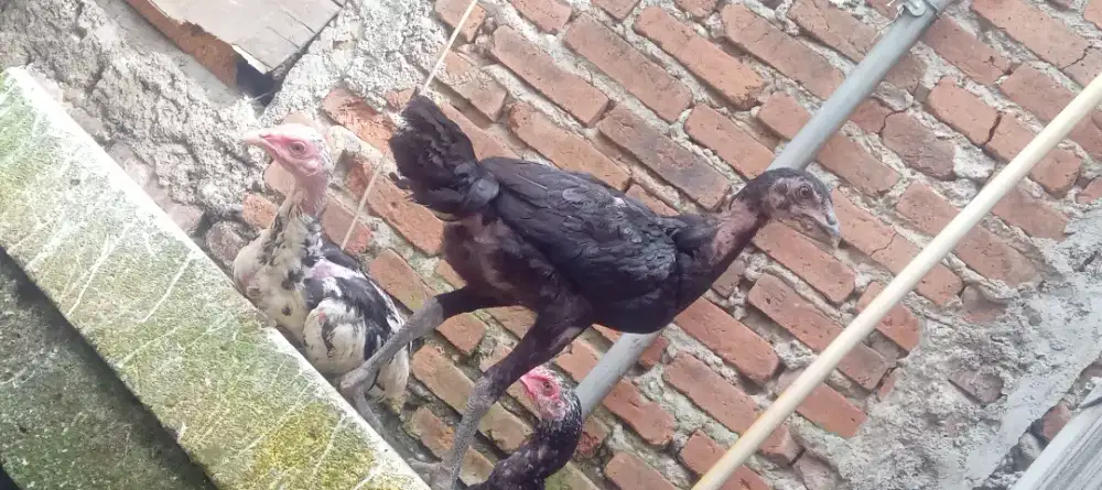 Ayam bangkok khoyngon