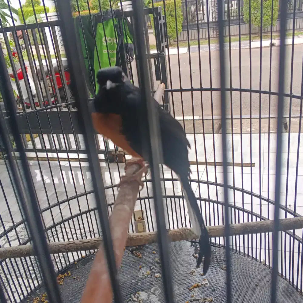 Murai batu fullset nego