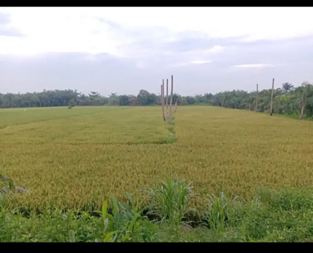 Tanah Sawah 1 Hektare Dipinggir Jalan