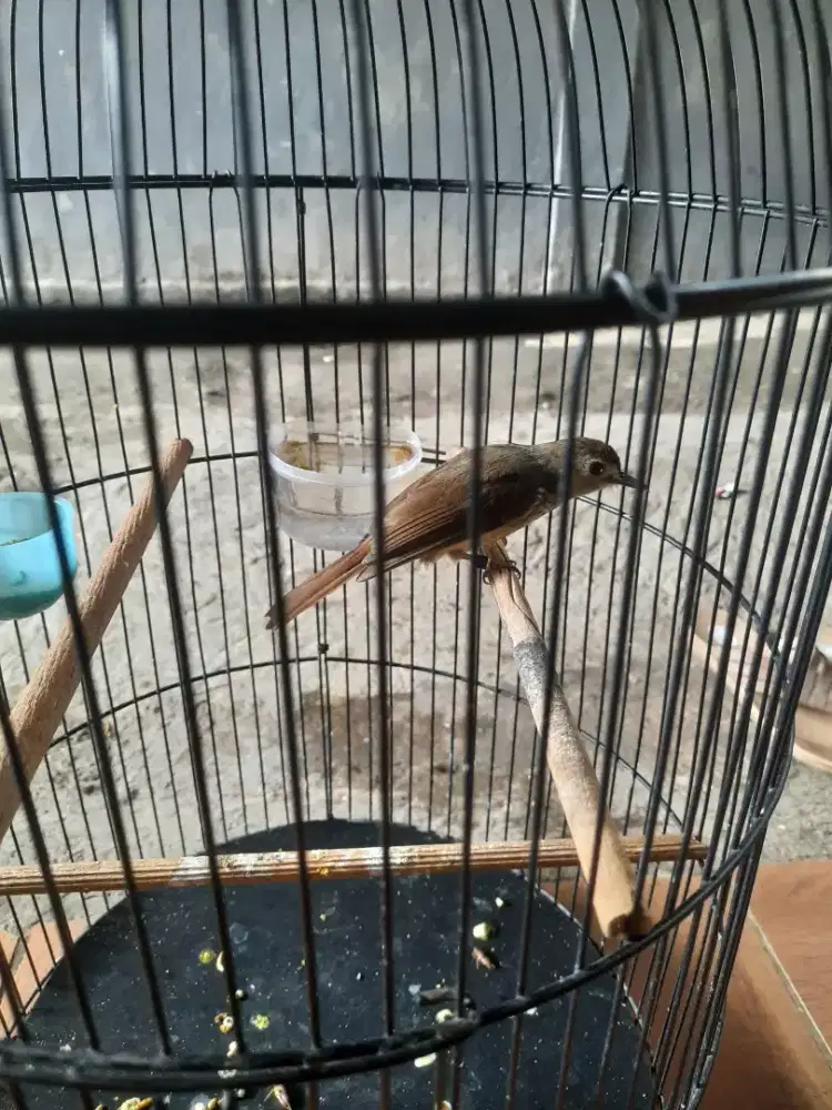 Burung brinji rambut tunggir fullset