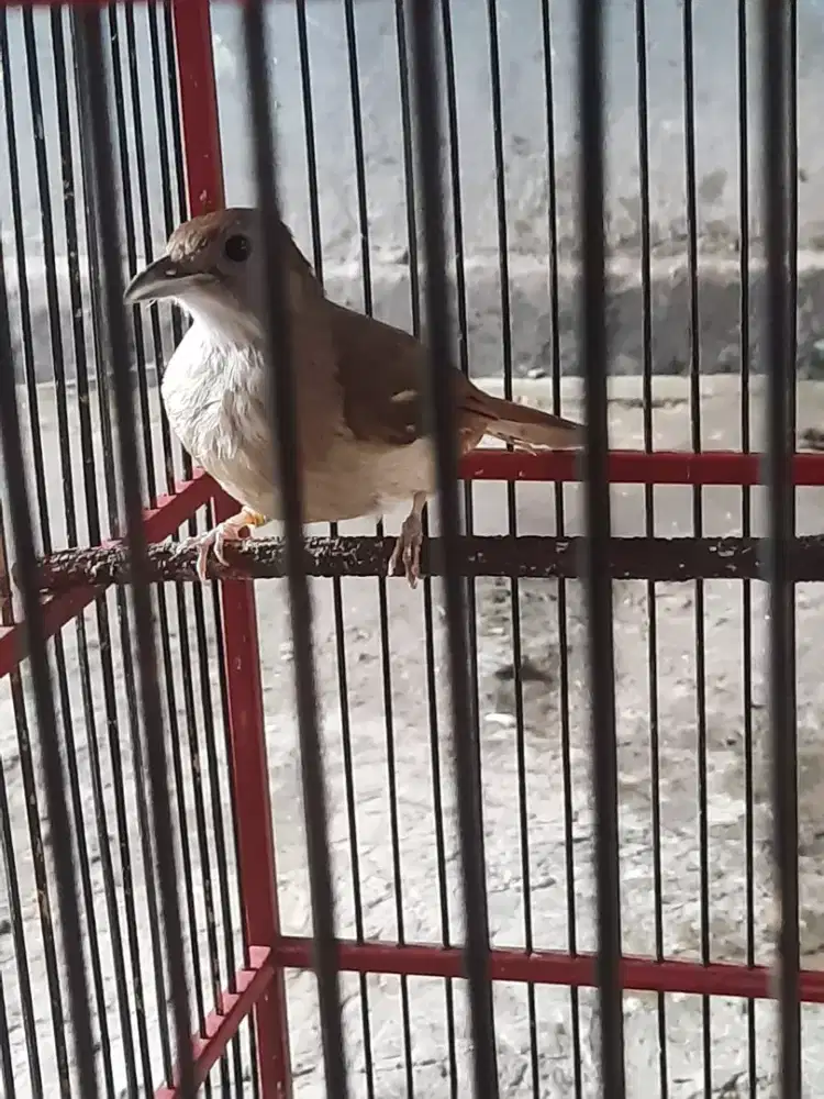 Burung kapas tembak betina fullset