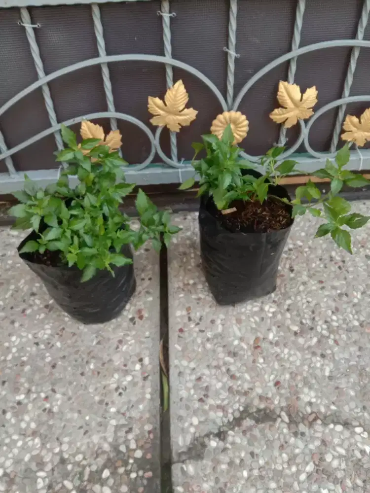 Tanaman herbal daun kumis kucing