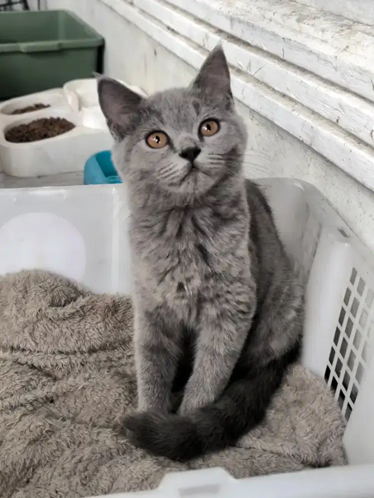 British Short Hair Betina 3 bulan