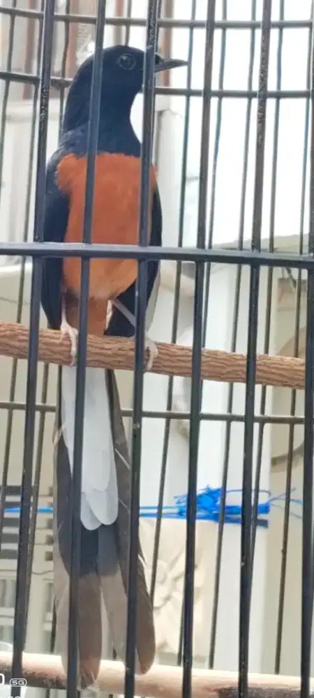 Murai baru dewasa fighter