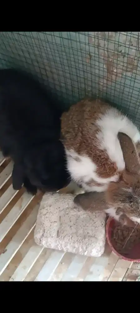 Kelinci hollandloop dan Netherland dwarf