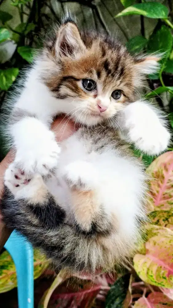 Kucing persia kitten