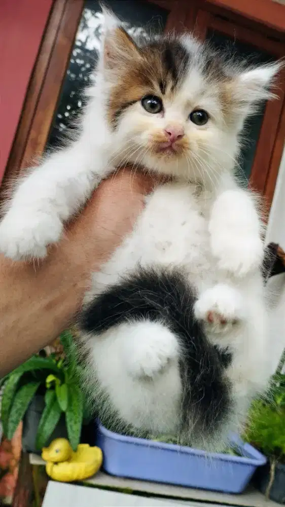 Kucing persia kiten