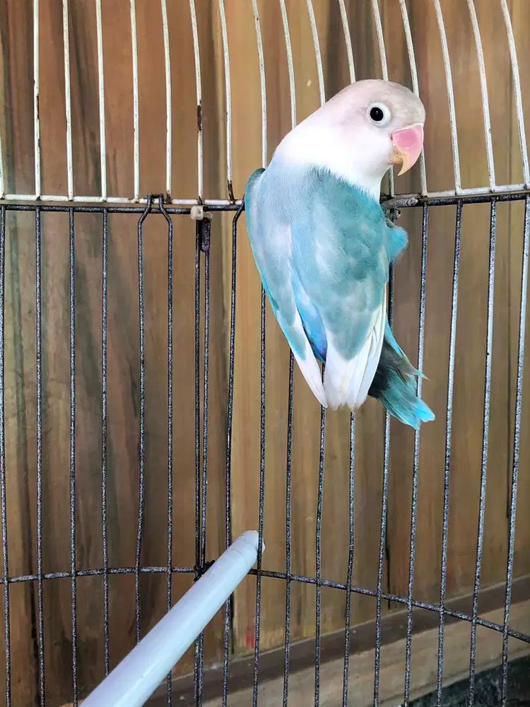 Lovebird dewasa