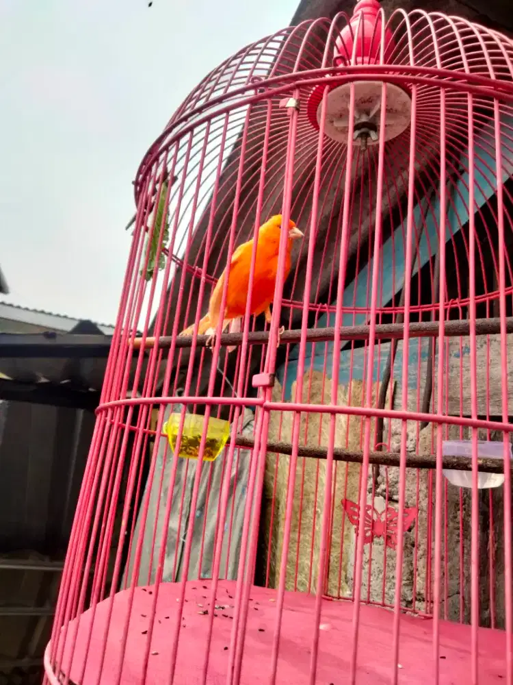 Kenari merlok kurang sehat