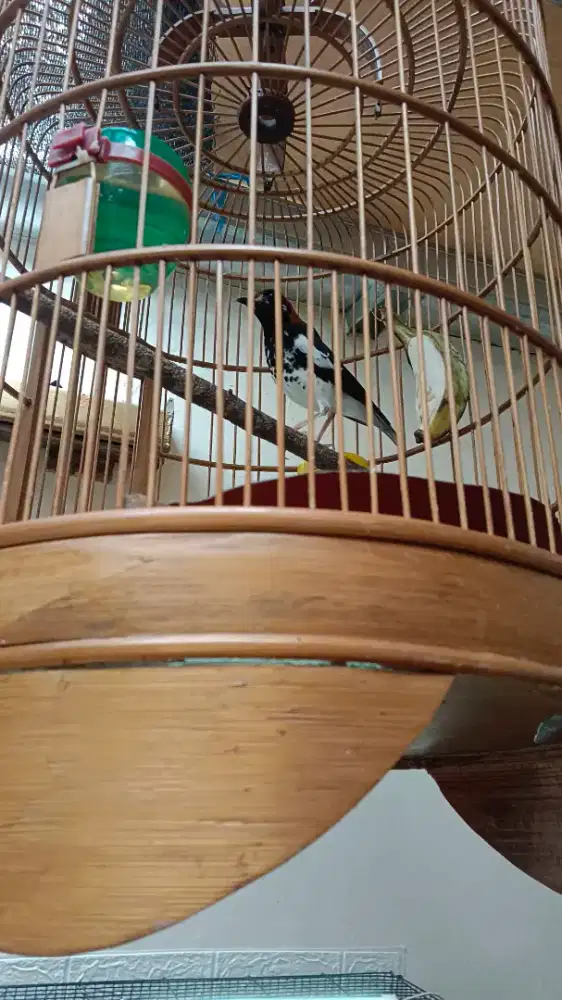 2 Anis Kembang gacor