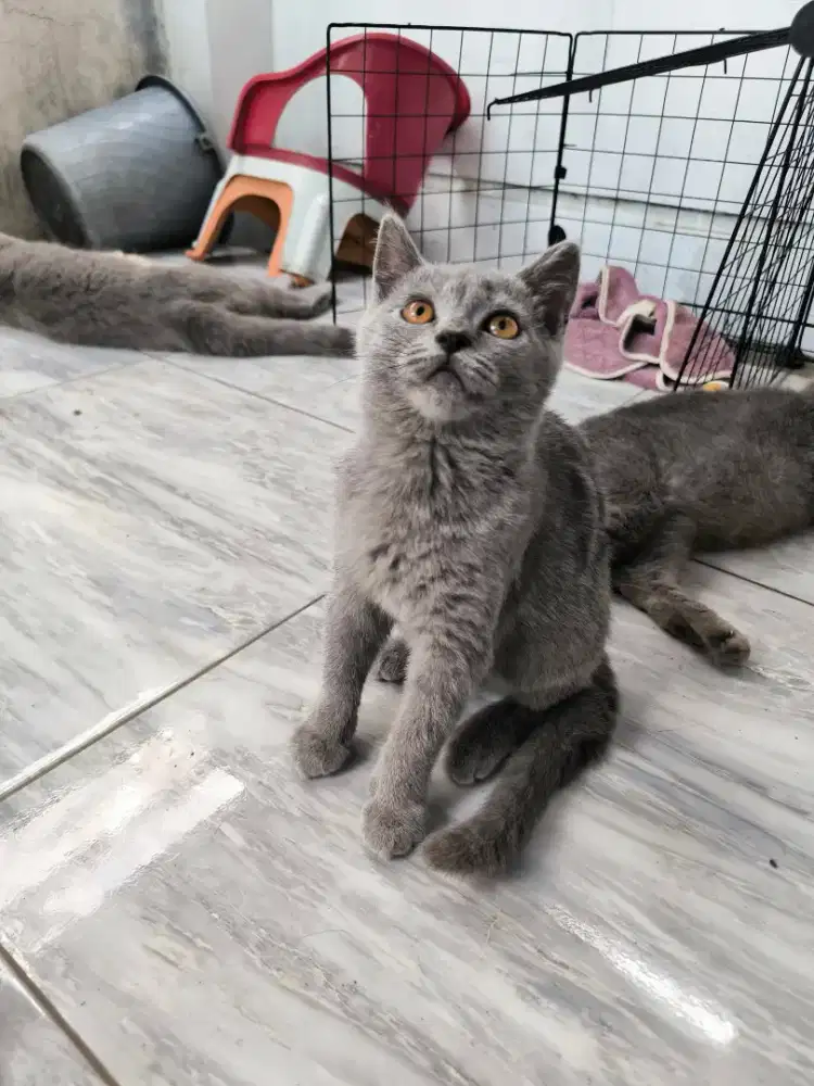 British short Hair Jantan 3 bulan