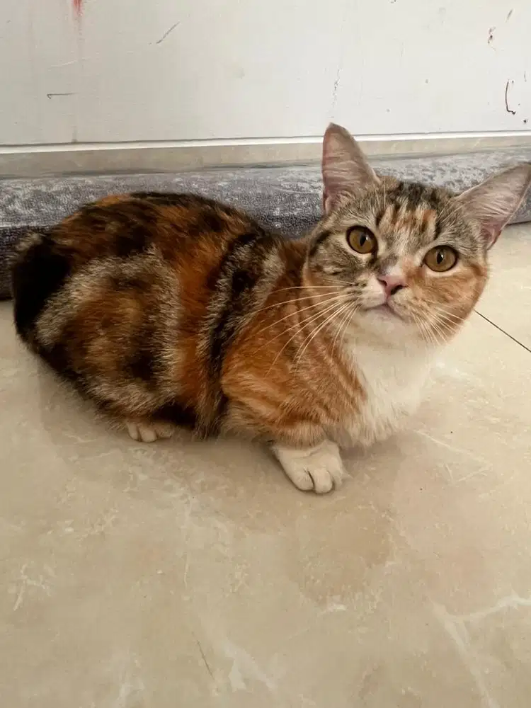 Munchkin bsh tabby betina