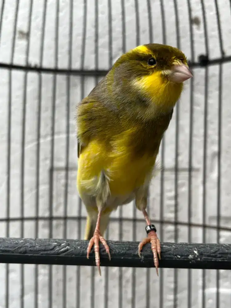 Kenari F1YS rasa Blackthroat