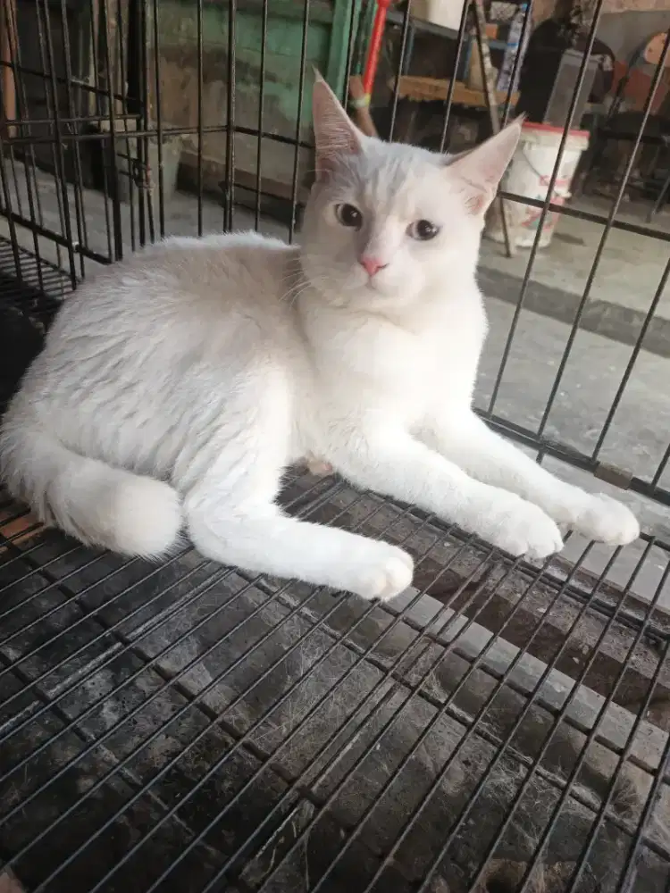 Kucing mix BSH jantan 8 bulan