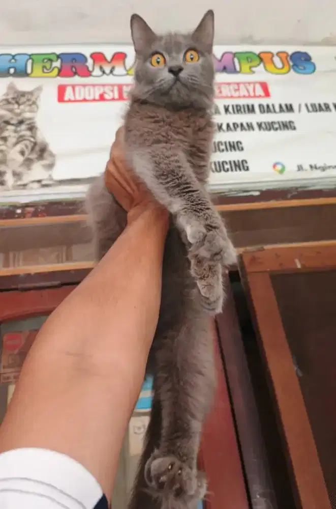 Kucing mix BSH betina 7 bulan