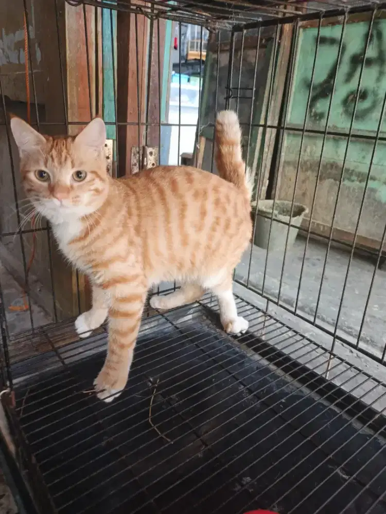 Persia short hair jantan 8 bulan